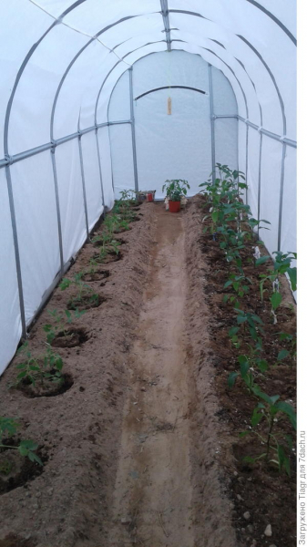 Неделя жизни рассады томатов и перцев под новой крышей))) в теплице "Сибирский Агроном"
