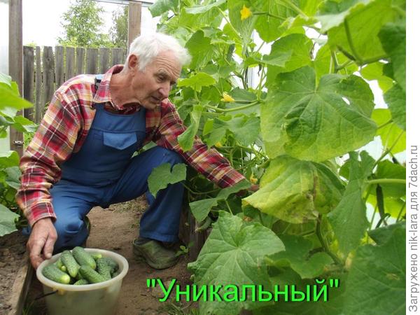 Урожай из семян НПО "Сады России"