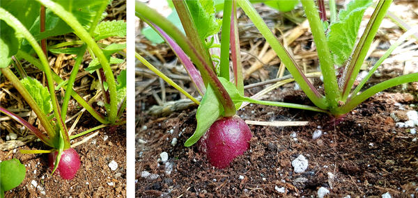 Редис 'Фиолетовая королева': шаг длиною в 23 дня, или От настоящих листьев до образования корнеплодов