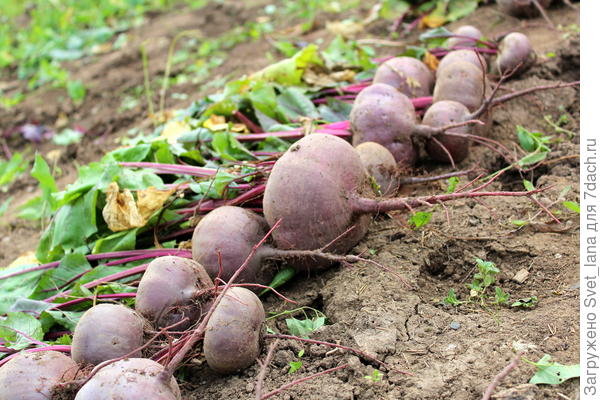 Как вырастить богатый урожай корнеплодов: подкормки и уход, защита от вредителей