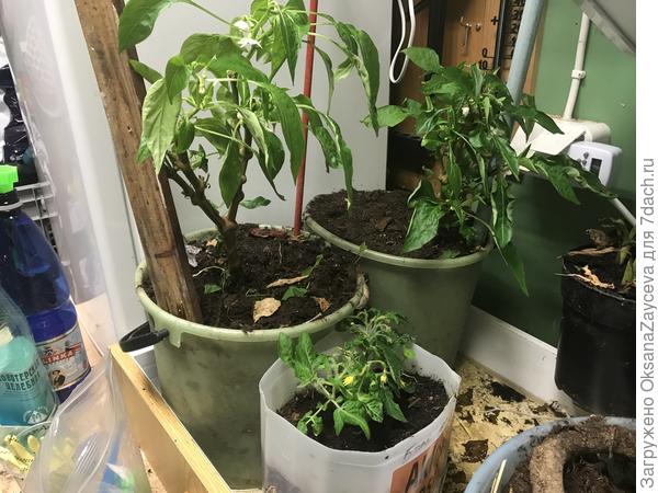 Огород на подоконнике. Эксперимент по выращиванию томатов и перцев в домашних условиях. Фото