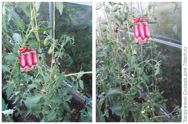 Тест на выживание для томатов 'Пурпурная свеча', 'Лимонные дольки' и 'Пузата хата'