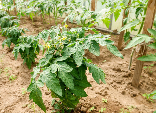 Безрассадное выращивание томатов в средней полосе: 4 способа