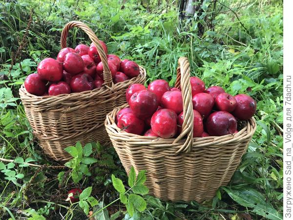 Яблоки и виноград - наше богатство