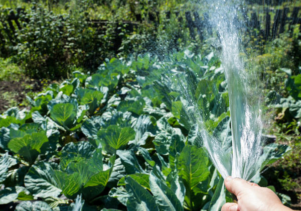 Правильный полив огорода: нужна ли теплая вода