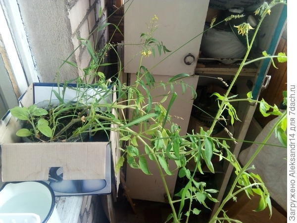 Огород на подоконнике: опыт выращивания томатов, перцев из семян