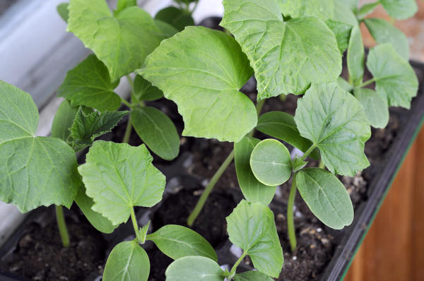 Домашний огород: 6 овощей, которые вы можете вырастить на подоконнике