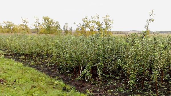 Черноплодная рябина: сорта, выращивание и уход