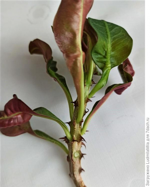 Эуфорбия Миля: характеристики комнатного растения, особенности выращивания и ухода. Фотографии
