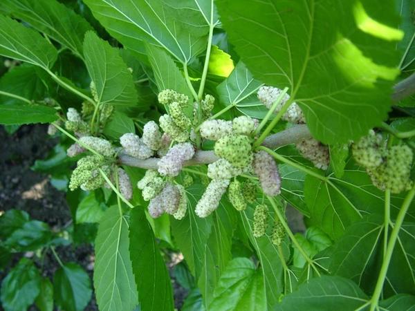 Шелковица (тутовое дерево): сорта, выращивание, уход