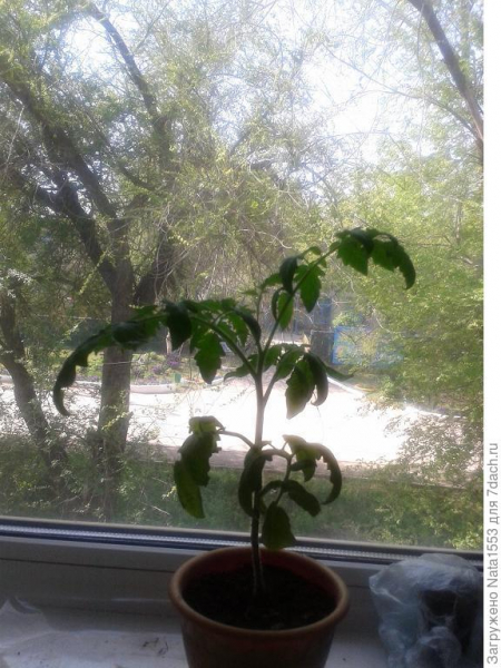Серебряная вода для помидоров: как я спасла рассаду томатов