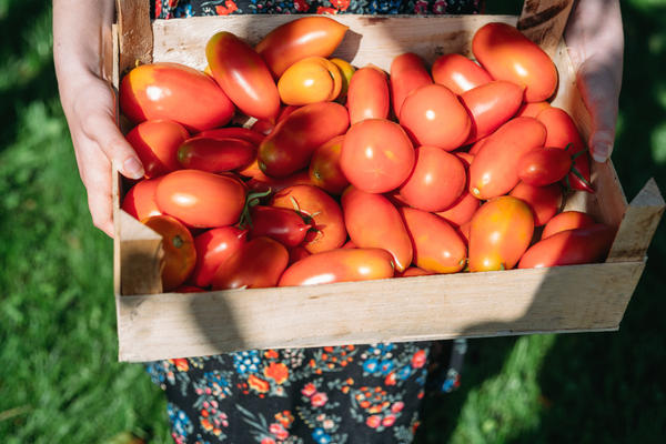 Безрассадное выращивание томатов в средней полосе: 4 способа