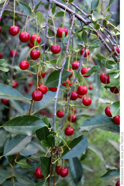 Вишня Уральская рубиновая: выращивание, характеристики сорта, урожайность. Фото