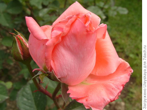Чайно-гибридные розы – примадонны розового царства