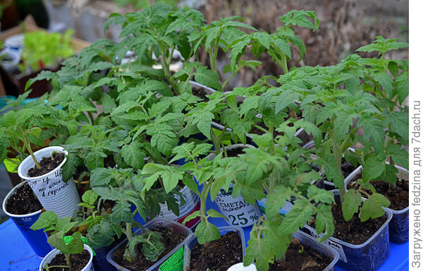 Посадка томатов в теплицу в апреле в Подмосковье. Эксперимент