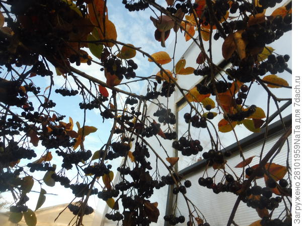 Черноплодная рябина Черноокая. Стабильный урожай на протяжении 20 лет. Фото