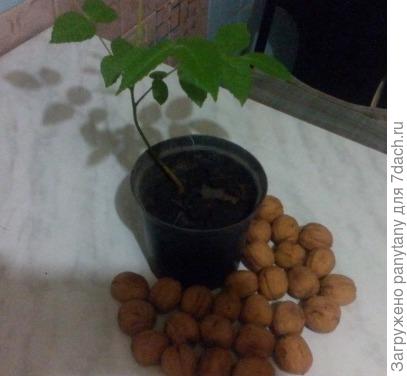 Выращивание маньчжурского ореха из семян. Рекомендации