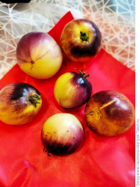 'Черничный пломбир' - томат со сливочным вкусом. Плодоношение. Фото