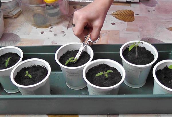 Выращиваем томаты на подоконнике: от посева до первой перевалки