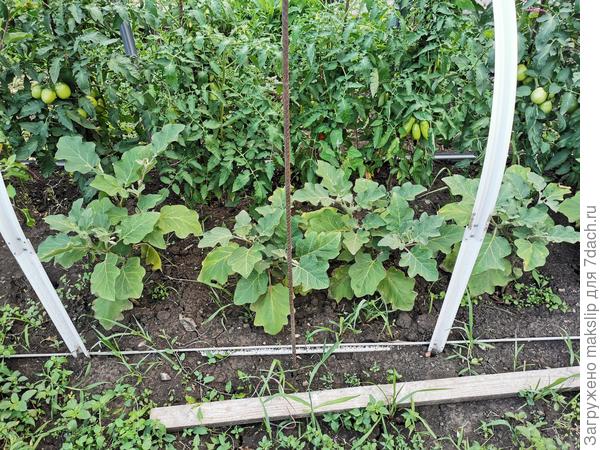 Развитие и созревание плодов томатов в парнике "АгроЩит". Сравнение с открытым грунтом и теплицей. Отзыв и фотографии