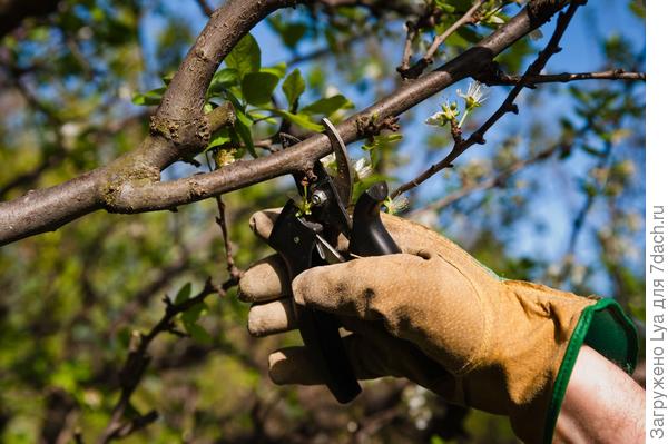 Как повысить урожайность яблонь. Советы от опытных садоводов