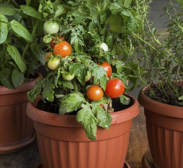 Чем подкармливать и обрабатывать томаты, перцы и баклажаны на подоконнике