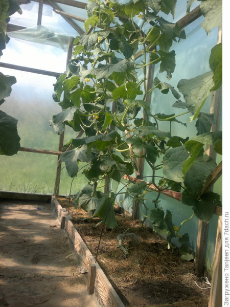 Выращивание огурцов в парнике: от рассады до сбора урожая. Описание агротехники и фото