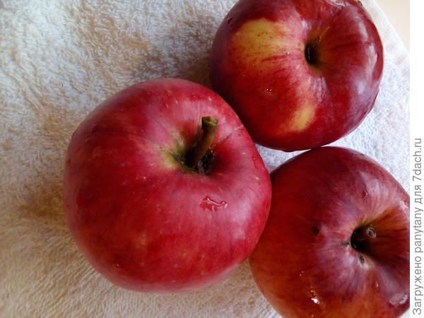 Польза совместного выращивания яблони и малины