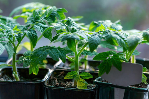 Выращивание рассады томатов: ошибки и проблемы