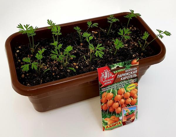 Морковь 'Парижская каротель': от листочка до формирования корнеплода один шаг. Шаг длиною в 30 дней