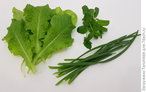 14 января: пробую салат и зеленый лук, сею нут