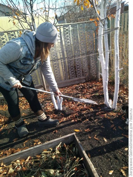 Подготовка деревьев вишни к зиме: обработка, побелка стволов, подкормки, влагозарядный полив