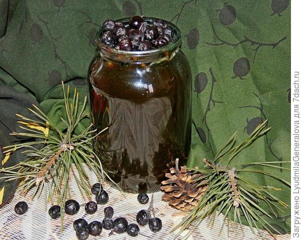 Черноплодная рябина: польза, противопоказания. Рецепт витаминной смеси из черноплодки с медом. Фото