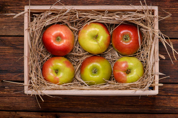 Когда собирать урожай яблок и как правильно его хранить