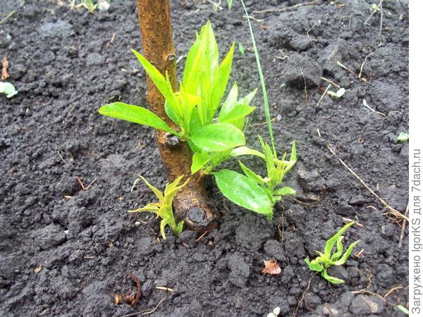 Выращивание персика в условиях средней полосы. Личный опыт читателя