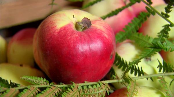 Как сохранить яблоки свежими надолго (видео)