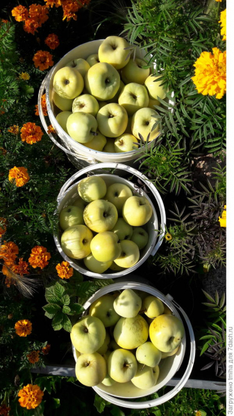 Пять урожайных яблонь. Выращивание и уход в Санкт-Петербурге. Фото и видео урожая