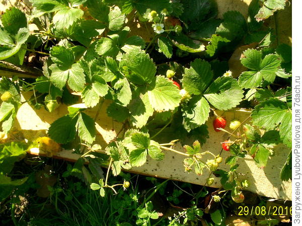 Сладкие ягодки в моём саду