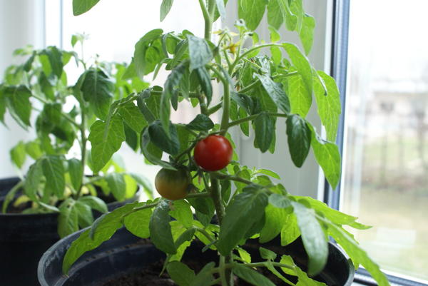 Как я выращивала томаты на подоконнике Часть вторая