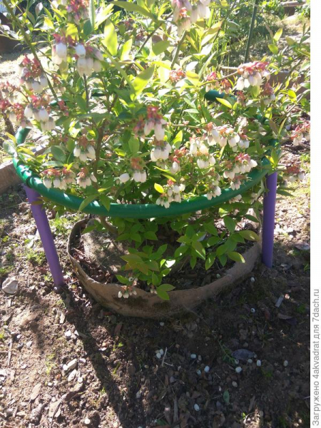 Садовая голубика. Как выращивать и ухаживать. Фото