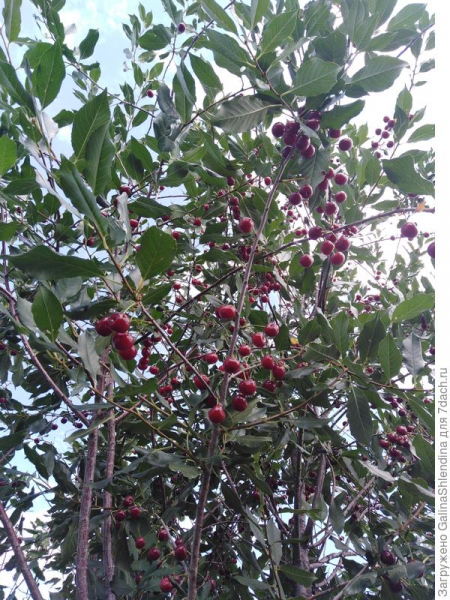 Биопрепарат "БиоГумат" - удобрение для плодовых деревьев. Весенняя и летняя подкормки вишни