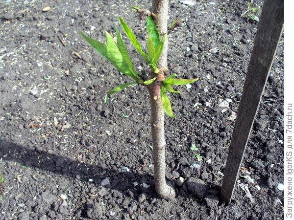 Выращивание персика в условиях средней полосы. Личный опыт читателя