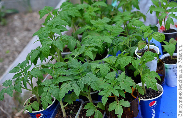 Посадка томатов в теплицу в апреле в Подмосковье. Эксперимент