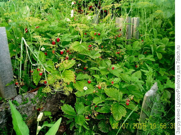 Сладкие ягодки в моём саду