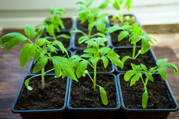 4 секрета выращивания рассады томатов: форма горшка, микробиота, обмен ионами и кислород