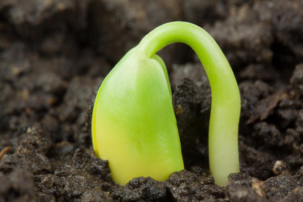 Почему не всходят семена: 6 вероятных причин неудачи с посевами