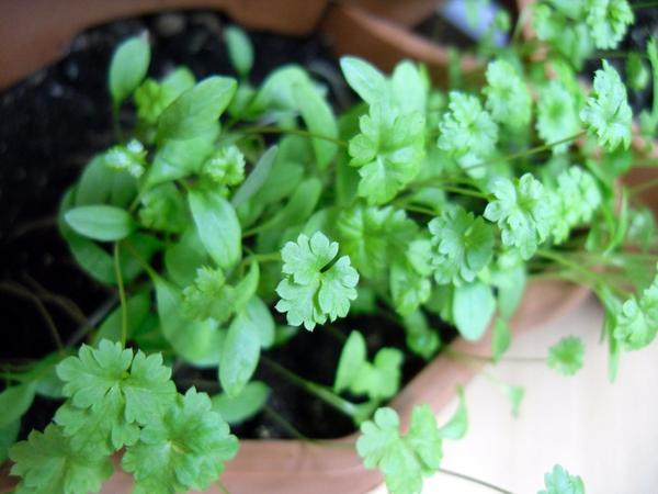 Огород на подоконнике: 5 видов зелени, которые легко вырастить