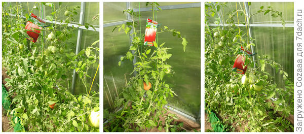 Тест на выживание для томатов 'Пурпурная свеча', 'Лимонные дольки' и 'Пузата хата'