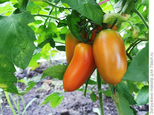 Развитие и созревание плодов томатов в парнике "АгроЩит". Сравнение с открытым грунтом и теплицей. Отзыв и фотографии