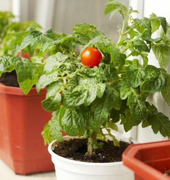 Домашний огород: 6 овощей, которые вы можете вырастить на подоконнике